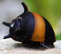 escargot
