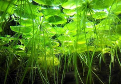 Limnobium laevigatum