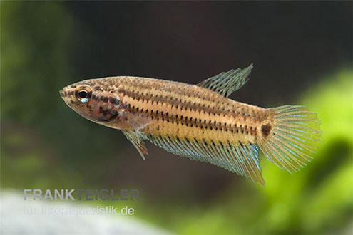 Imbelis