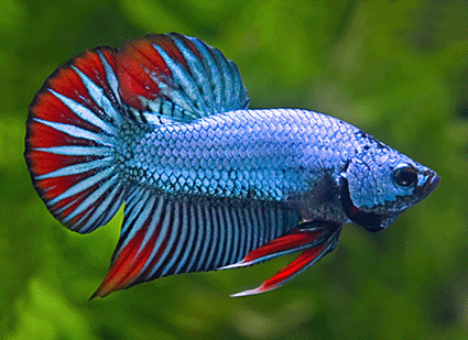 Imbelis
