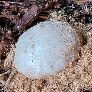 champignon
