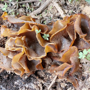 champignon
