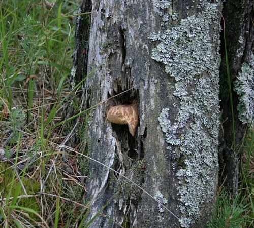 champignon cache