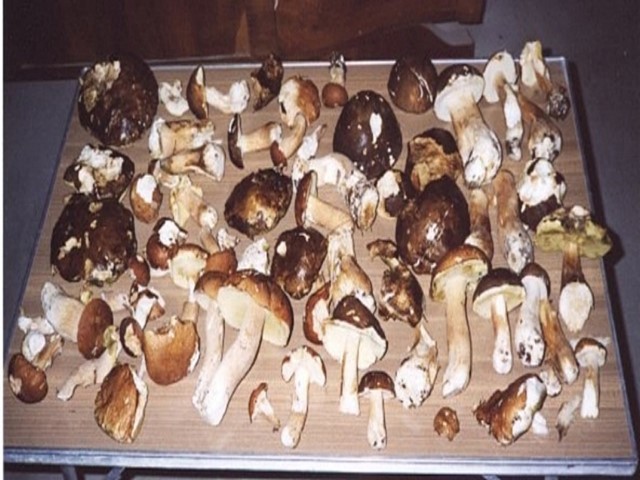 Cèpes