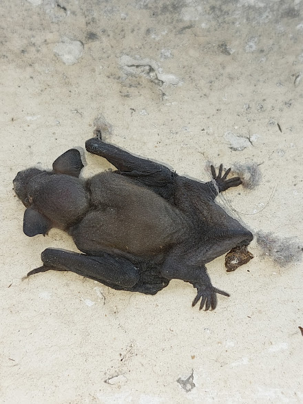 petite chauve souris coincee dans un rideau