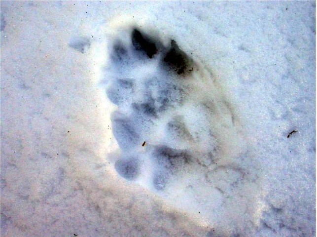 Traces du Loup à Chamrousse